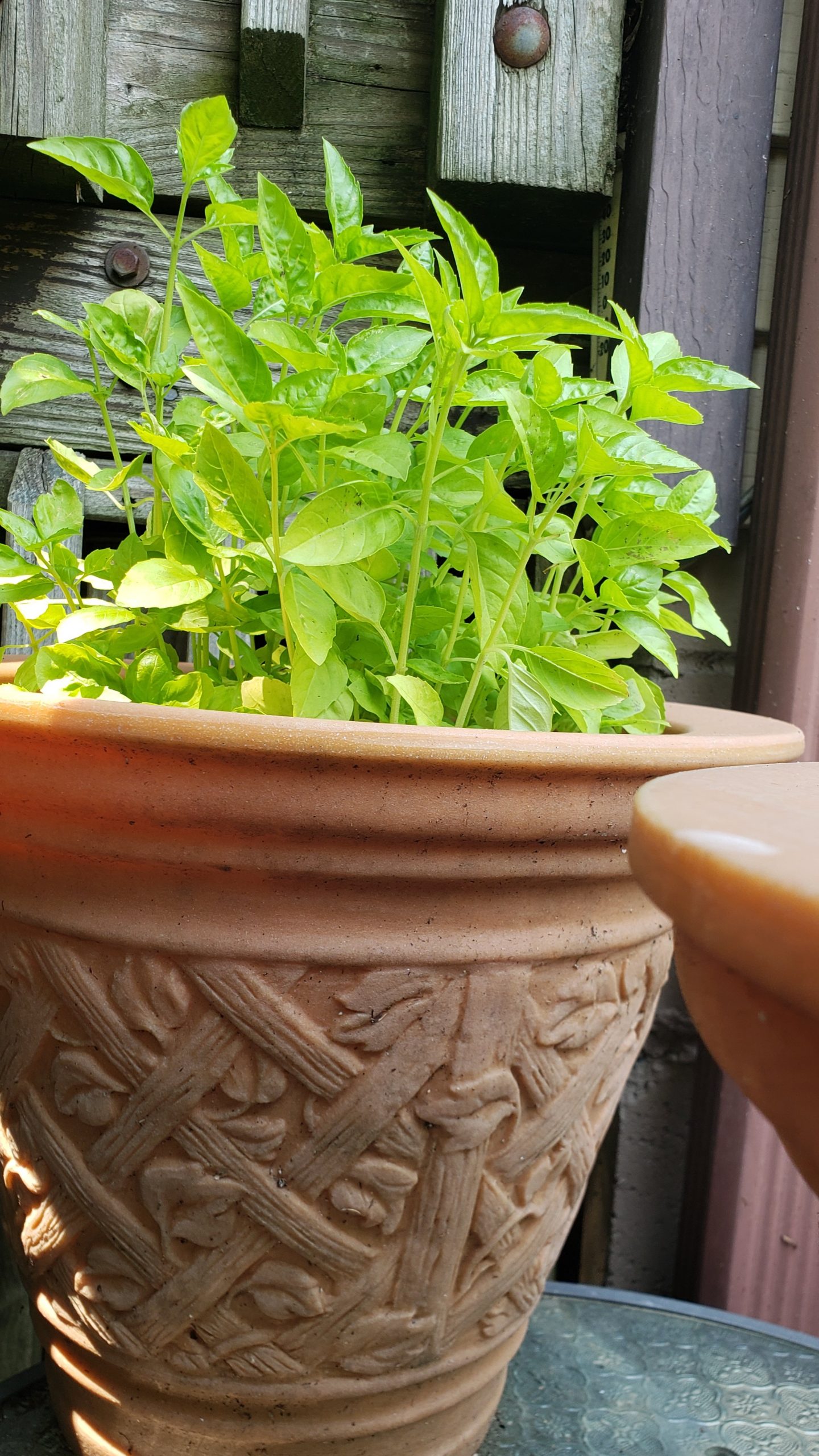 Herbs, Fruits, & Vegetables to Grow Indoors The Welder and His Wife