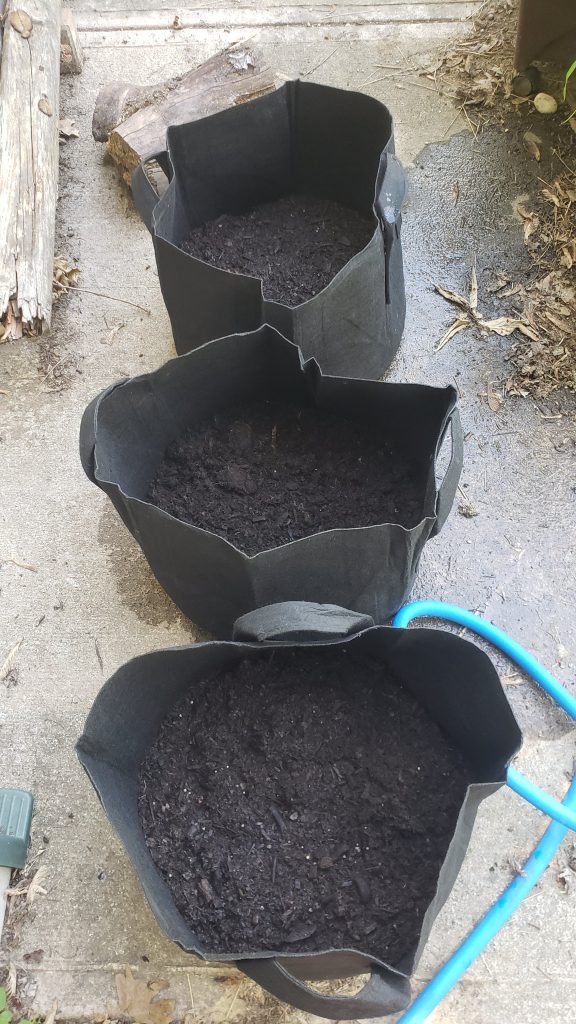 growing seed potatoes in grow bags