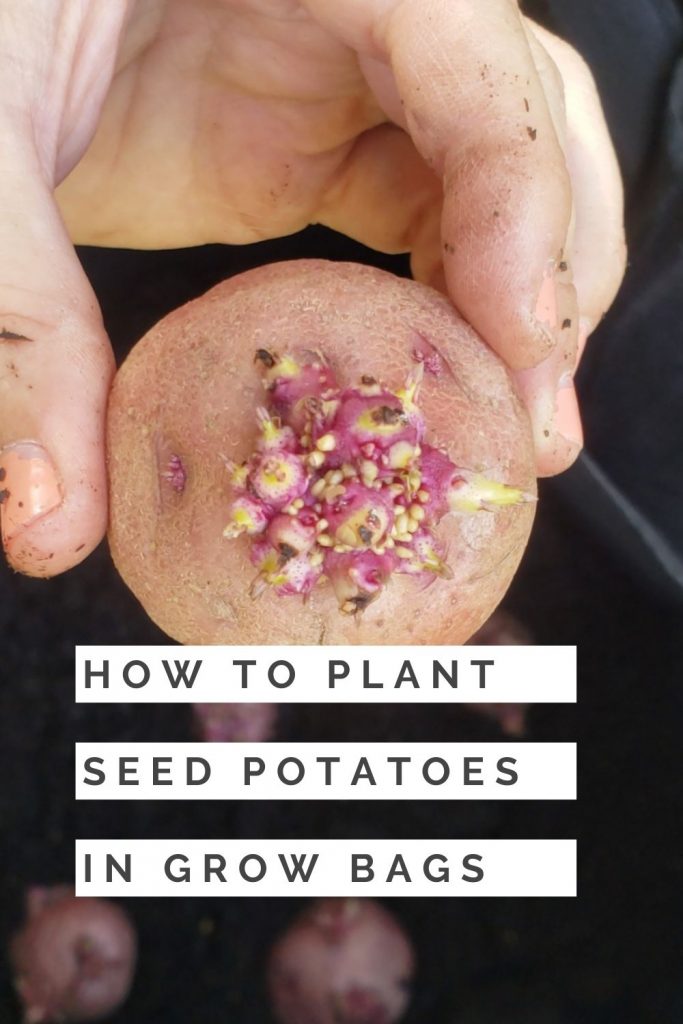how to plant seed potatoes in grow bags